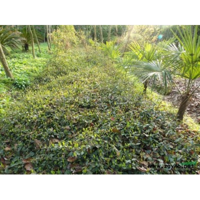 江西大叶女贞、大叶女贞价格行情