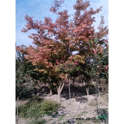 女贞 大叶女贞（米8-16cm)安徽黄山