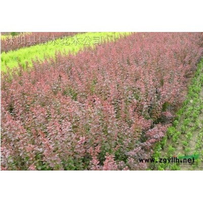 大叶女贞，大叶女贞价格