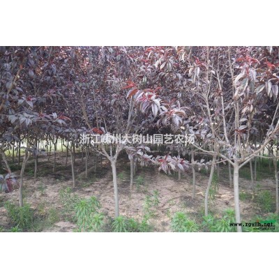 30公分精品桂花出售