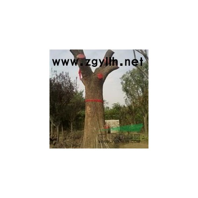 8公分大叶女贞价格