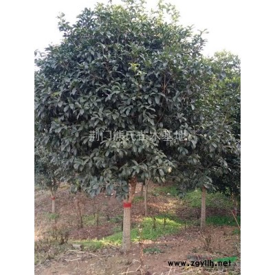 大叶女贞，2014年大叶女贞价格，大叶女贞价格，大叶女贞供应