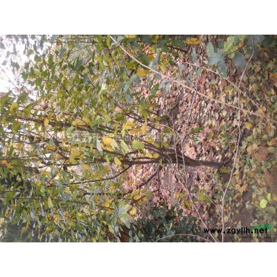 胸径6-25cm 大叶女贞