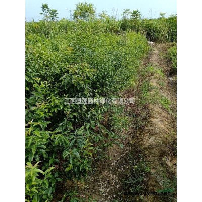 杜英九江杜英10公分12公分15公分