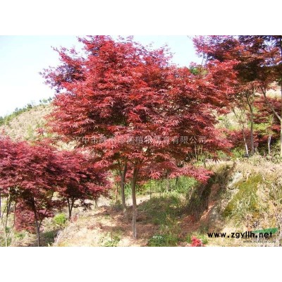 大叶女贞规格/报价