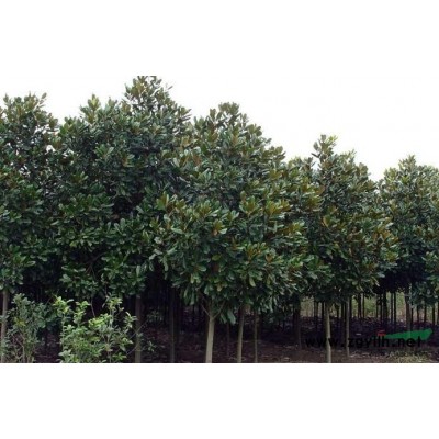 桂花4行情报价\桂花4图片展示