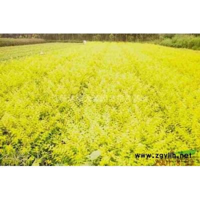 大叶女贞 大叶女贞*新价格 江苏大叶女贞