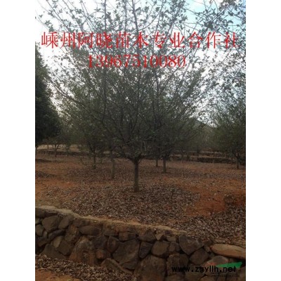 杜英、红花木莲、桂花、乐昌含笑