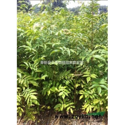 杜英小苗哪*多、江西供应木荷小苗、芽苗、1-15公分杜英、