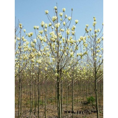 高杆女贞(大叶女贞、冬青)