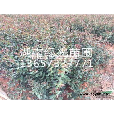 湖南杜英,湖南株洲杜蓉,切杆杜英,多杆杜蓉,移栽杜英