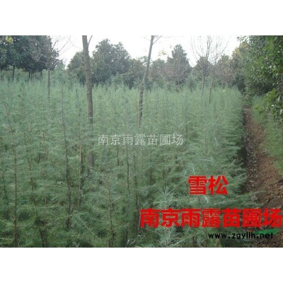 大叶女贞价格，大叶女贞供应，大叶女贞批发