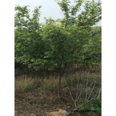 大量供应冠幅3米左右桂花