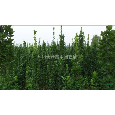 *低批发樱花苗.紫叶李苗.垂丝海棠苗.西府海棠苗.大叶女贞苗