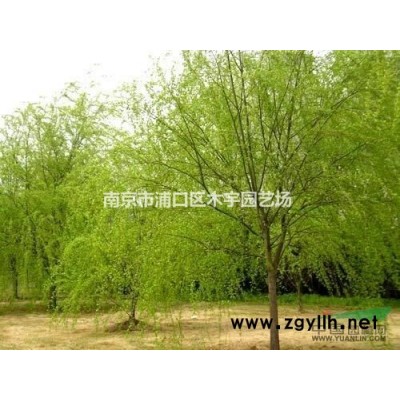 桂花米径85，胸径一米冠幅24米