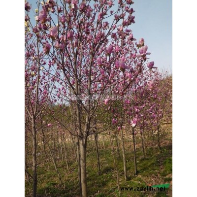 桂花，河南桂花