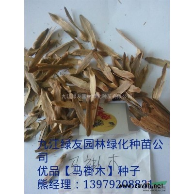 本圃主打”杜英“苗木、规格*、价格低廉、欢迎选购、、