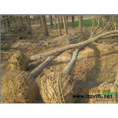 大叶女贞价格*便宜/大叶女贞批发优惠