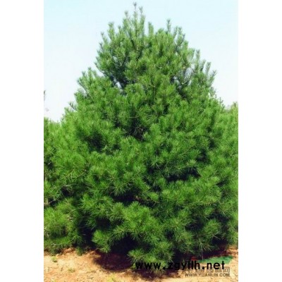 大叶女贞.行情报价\大叶女贞.图片展示