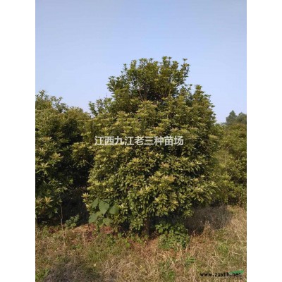 九江杜英价格、乌柏、枫杨、红山桐、江南杞木