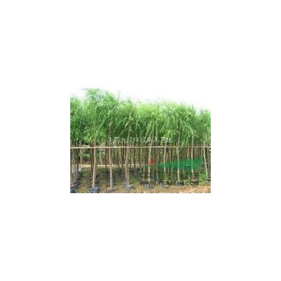 江西九江地区马加岭镇销售大叶女贞