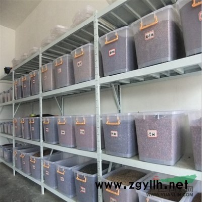 大叶女贞种子价格