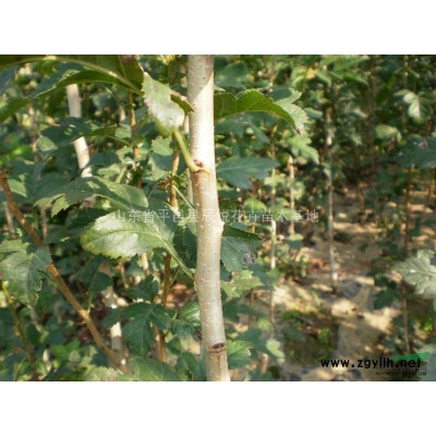 嫁接5公分桂花树