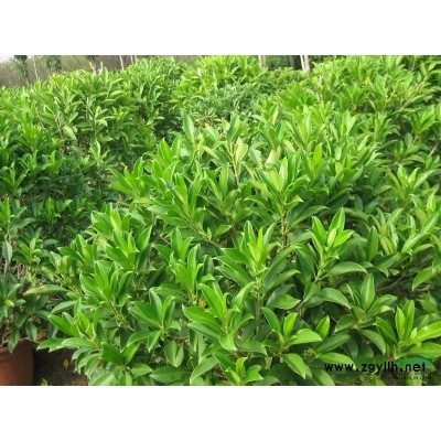 供应5-20公分四季桂 桂花 八月桂花