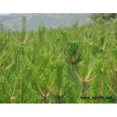 15-16公分大叶女贞 17-18公分大叶女贞山东山钢园林