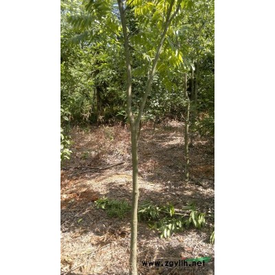 各类拆迁苗（香樟、杜英、玉兰等等）