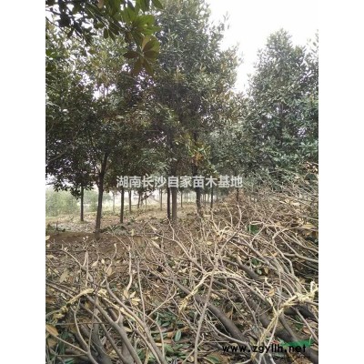 湖南供应精品桂花，有需要联系