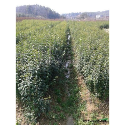 杜英，精品杜英出售