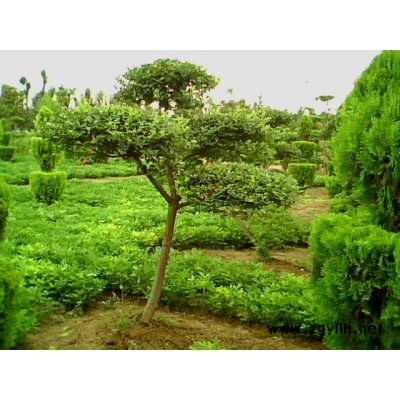 大叶女贞.青桐.白蜡.国槐