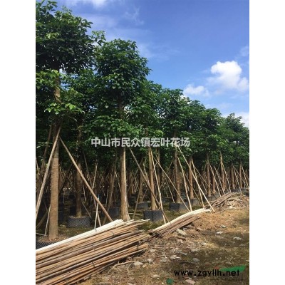 杜英 13-20cm 垂榕柱1.5-3米