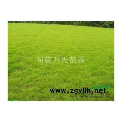 红榉树、乌桕、朴树、香樟、栾树、水杉、池杉、草坪、广玉兰桂花