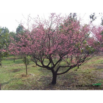 杜英图片\杜英报价