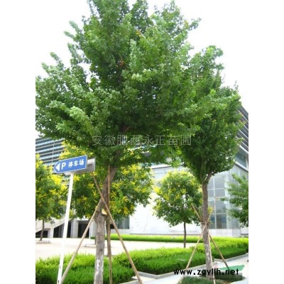 安徽、肥西、桂花