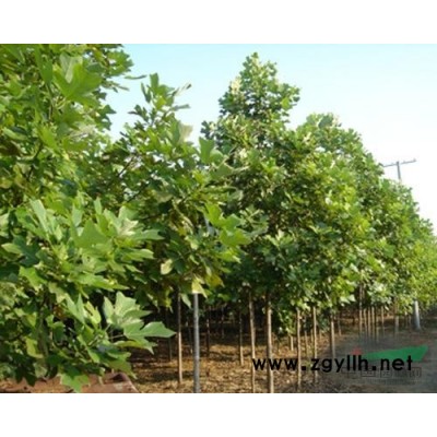 杜英 九江杜英 未来苗木发展的方向将会以彩叶树种为主 优质杜