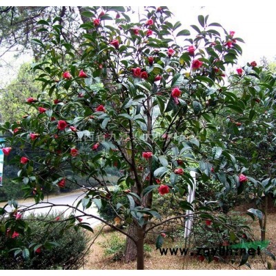 杜英种子批发-江西杜英种子价格