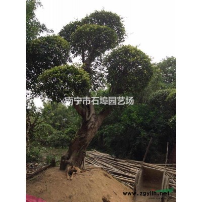 广西桂花基地，优质桂花批发，*便宜桂花树批发价格