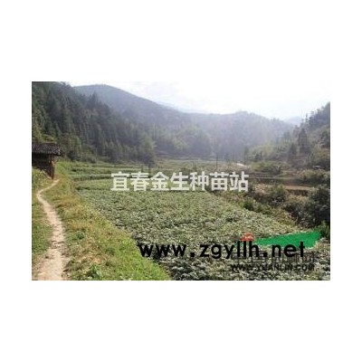 江西出售优质桂花，*好的桂花树苗哪里有？*便宜桂花树多少钱