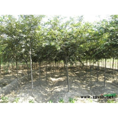 桂花小苗供应/桂花小苗图片