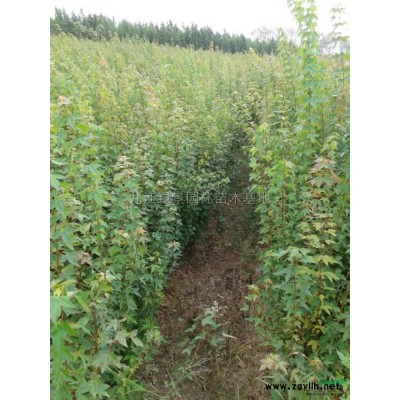 江西，小桂花苗，80公分，1米，量大