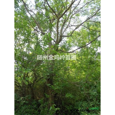 湖北随州供应大规模桂花