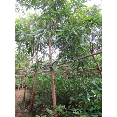 10-15分小叶杜英假植苗