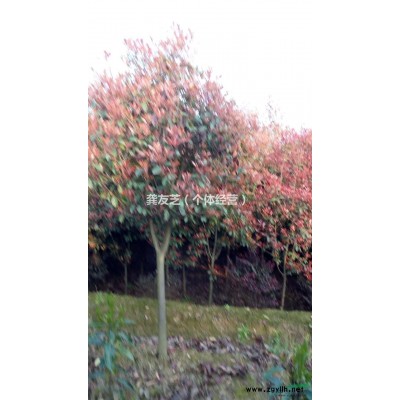 湖南桂花树基地，桂花树价格，桂花树图片