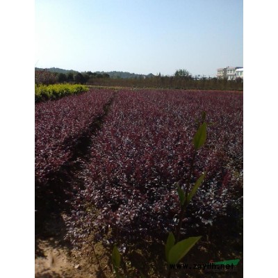 桂花报价/湖南桂花报价