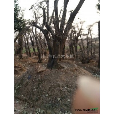 桂花，桂花价格，桂花供应，桂花图片，2014年桂花价格