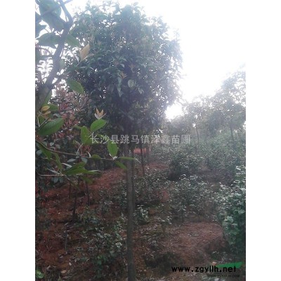 20公分桂花行情报价\20公分桂花图片展示