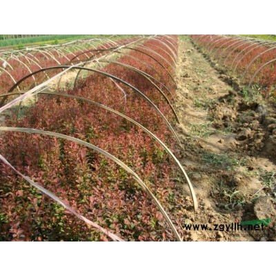 桂花图片\桂花报价